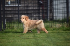 Retriever Golden (teef) 30795