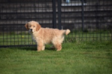 Retriever Golden (teef) 30795