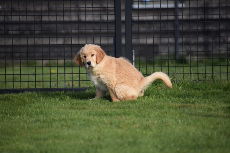 Retriever Golden (teef) 30795
