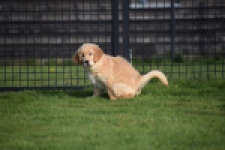 Retriever Golden (teef) 30795