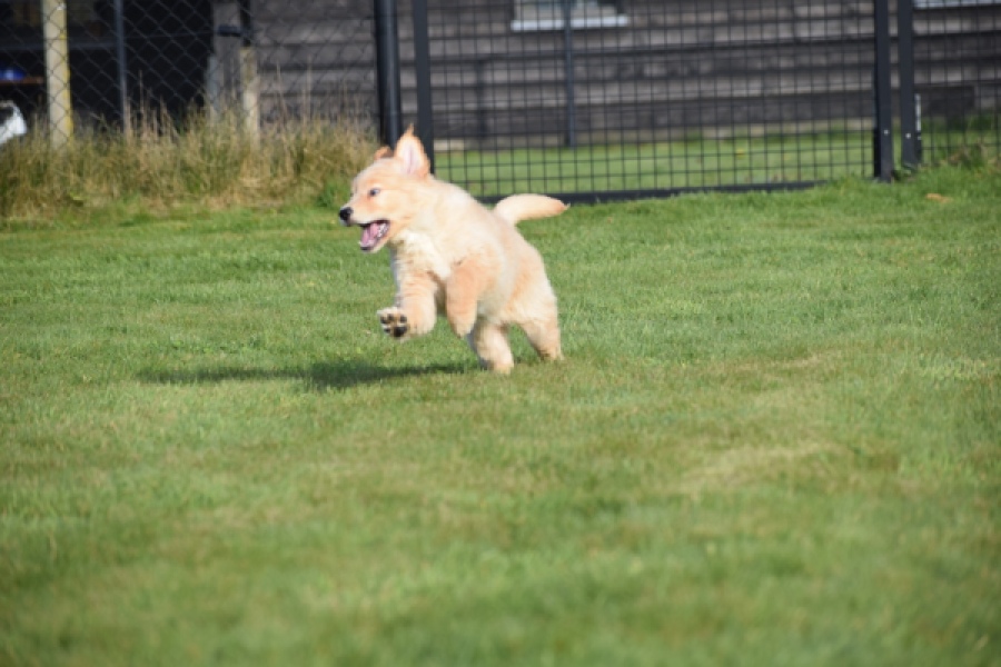 Retriever Golden (teef) 30795