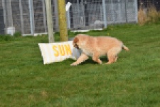 Retriever Golden (teef) 30795