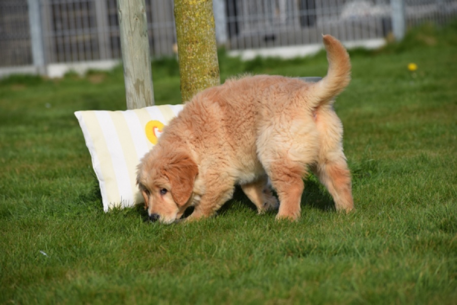 Retriever Golden (teef) 30795