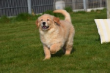 Retriever Golden (teef) 30795