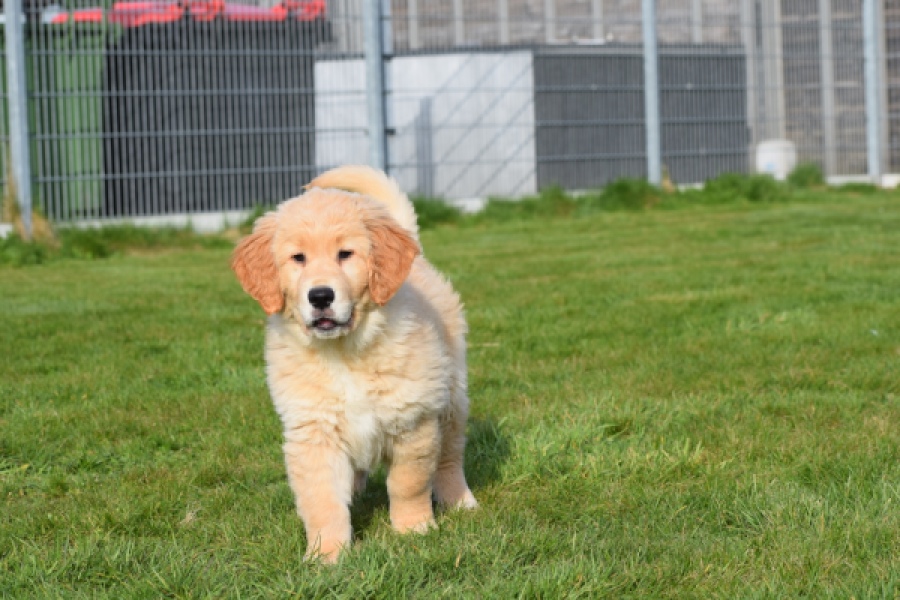 Retriever Golden (teef) 30795