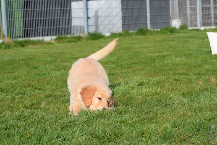 Retriever Golden (teef) 30795
