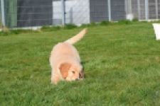 Retriever Golden (teef) 30795