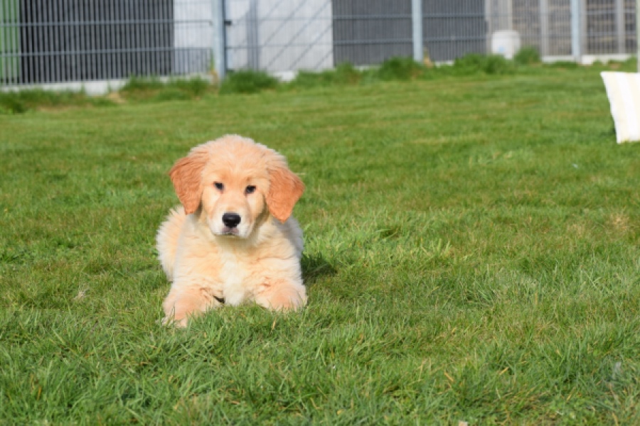 Retriever Golden (teef) 30795