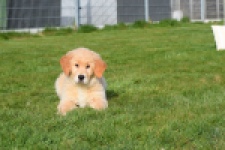 Retriever Golden (teef) 30795