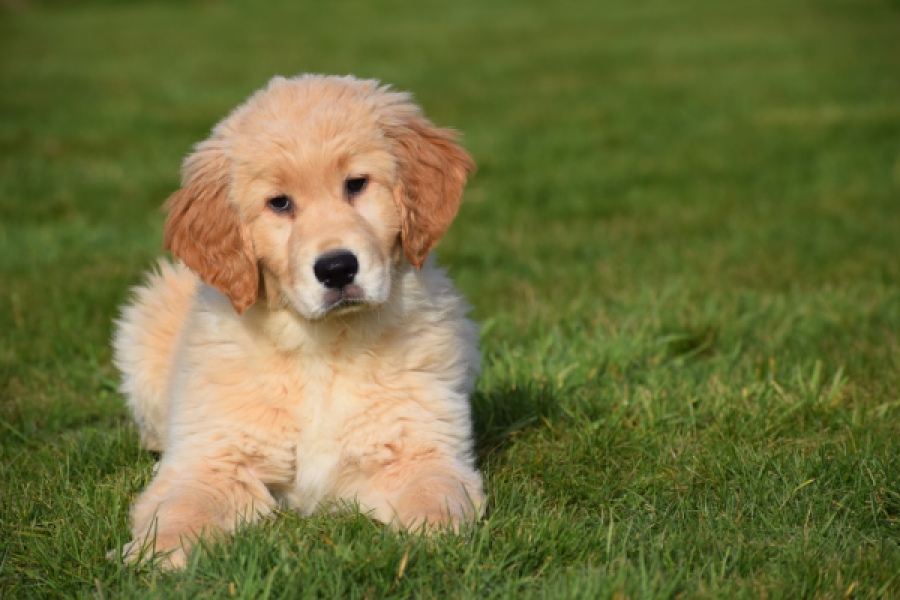 Retriever Golden (teef) 30795