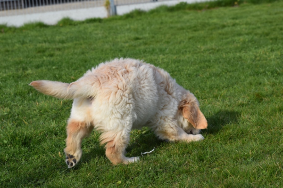 Retriever Golden (reu) 30776