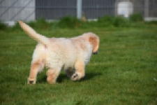 Retriever Golden (reu) 30776