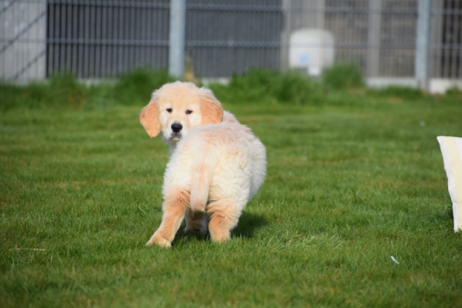 Retriever Golden (reu) 30776