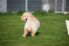 Retriever Golden (reu) 30776