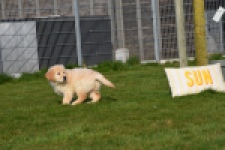 Retriever Golden (reu) 30776