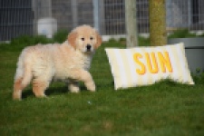 Retriever Golden (reu) 30776