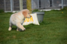 Retriever Golden (reu) 30776