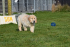 Retriever Golden (reu) 30776