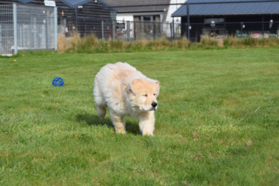 Retriever Golden (reu) 30776