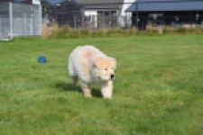 Retriever Golden (reu) 30776