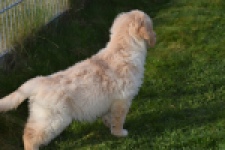 Retriever Golden (reu) 30776