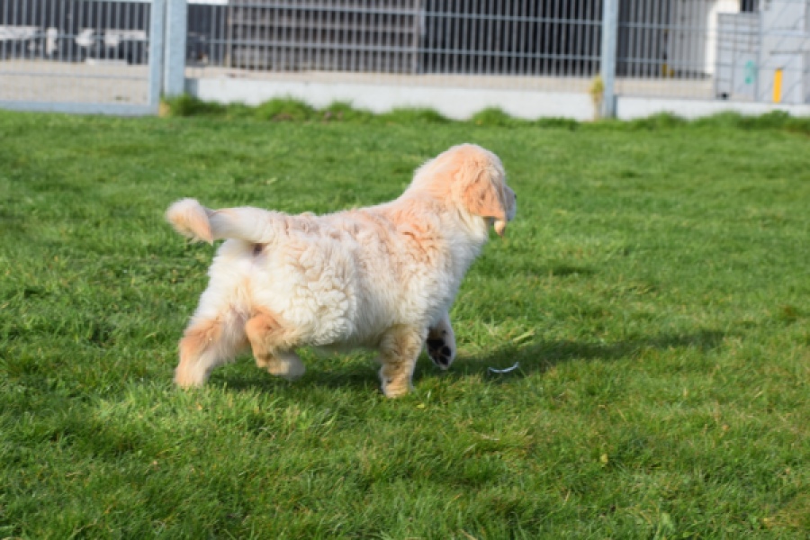 Retriever Golden (reu) 30776