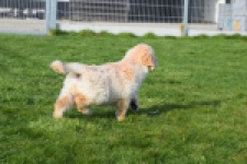 Retriever Golden (reu) 30776