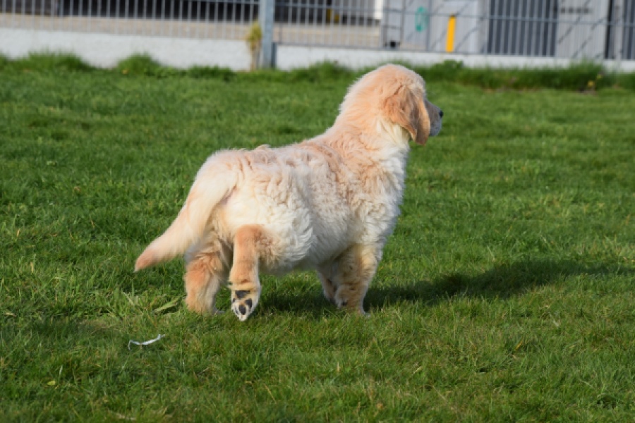 Retriever Golden (reu) 30776