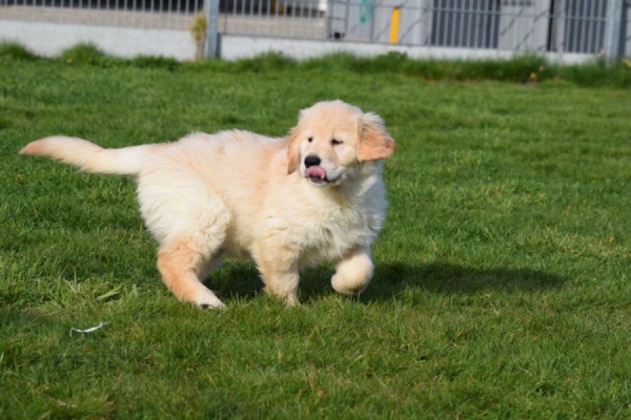 Retriever Golden (reu) 30776