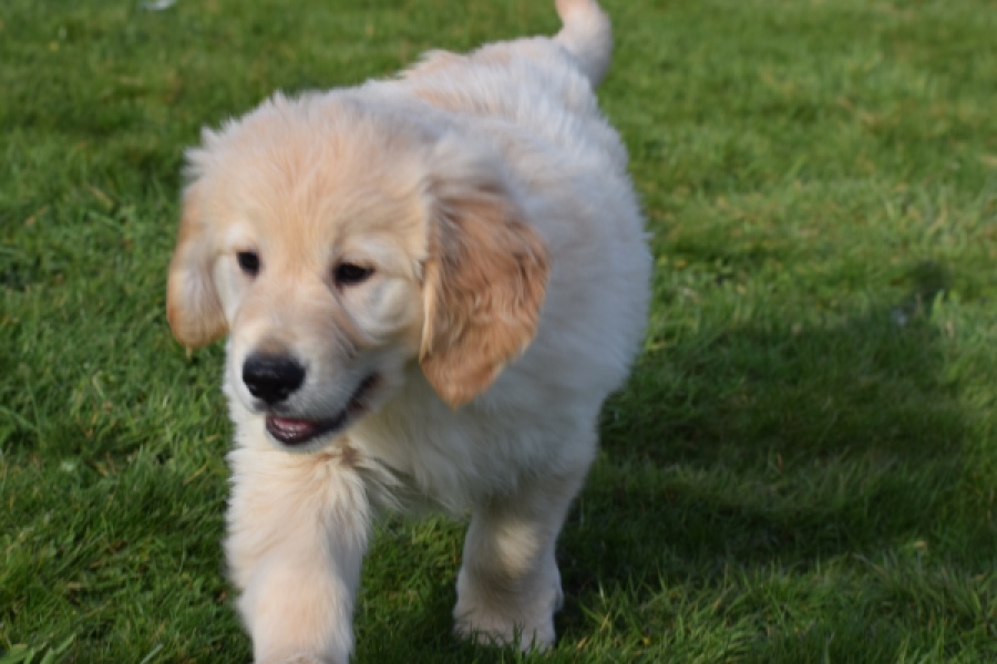Retriever Golden (reu) 30776