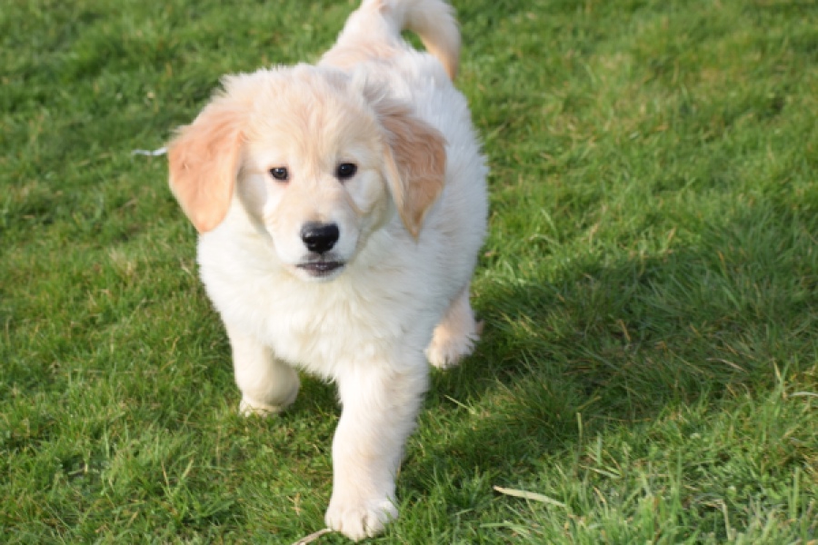 Retriever Golden (reu) 30776