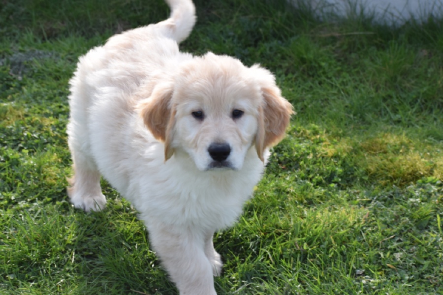 Retriever Golden (reu) 30776