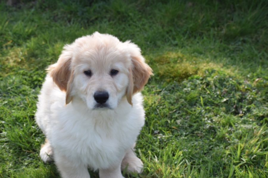 Retriever Golden (reu) 30776