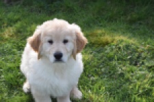 Retriever Golden (reu) 30776
