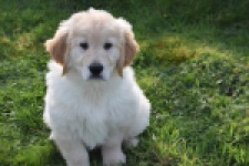 Retriever Golden (reu) 30776