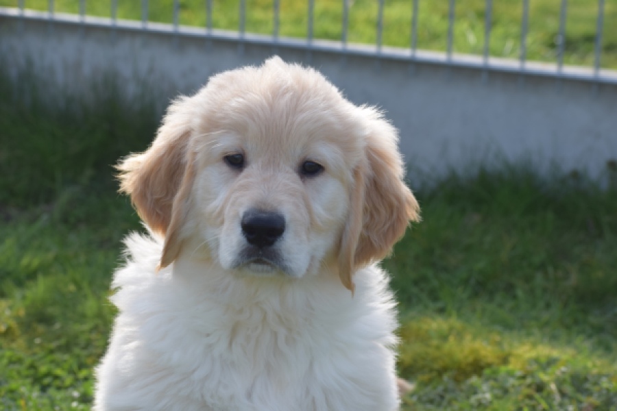 Retriever Golden (reu) 30776