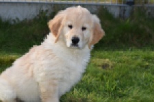 Retriever Golden (reu) 30776
