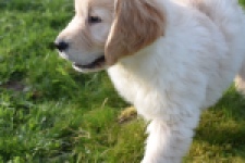 Retriever Golden (reu) 30776