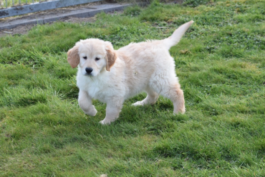 Retriever Golden (teef) 30864