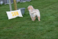 Retriever Golden (teef) 30864