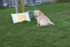 Retriever Golden (teef) 30864