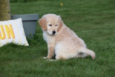 Retriever Golden (teef) 30864
