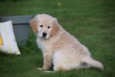 Retriever Golden (teef) 30864