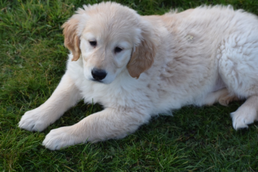 Retriever Golden (teef) 30864