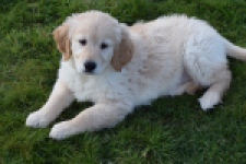 Retriever Golden (teef) 30864