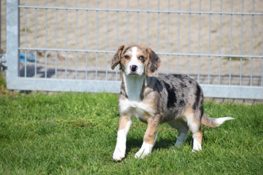Beagle x Corgi (teef) 66235