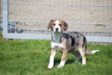 Beagle x Corgi (teef) 66235