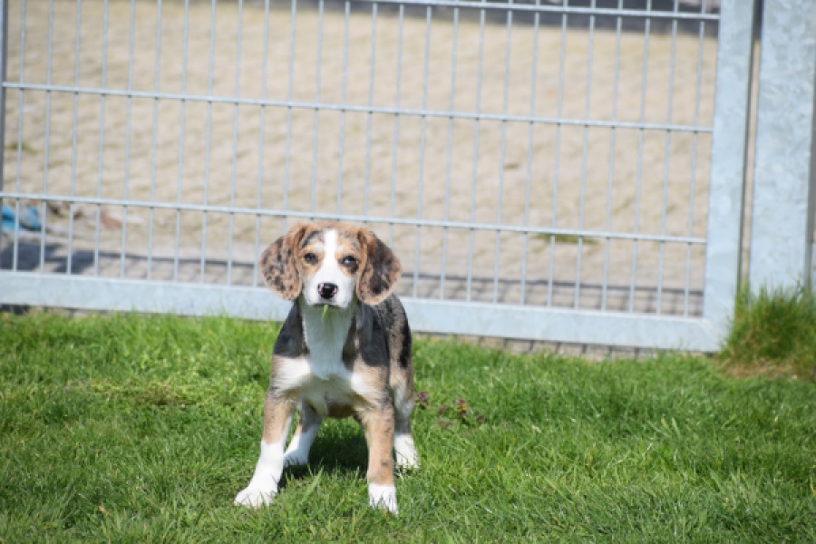 Beagle x Corgi (teef) 66235