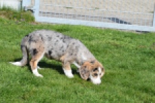 Beagle x Corgi (teef) 66235