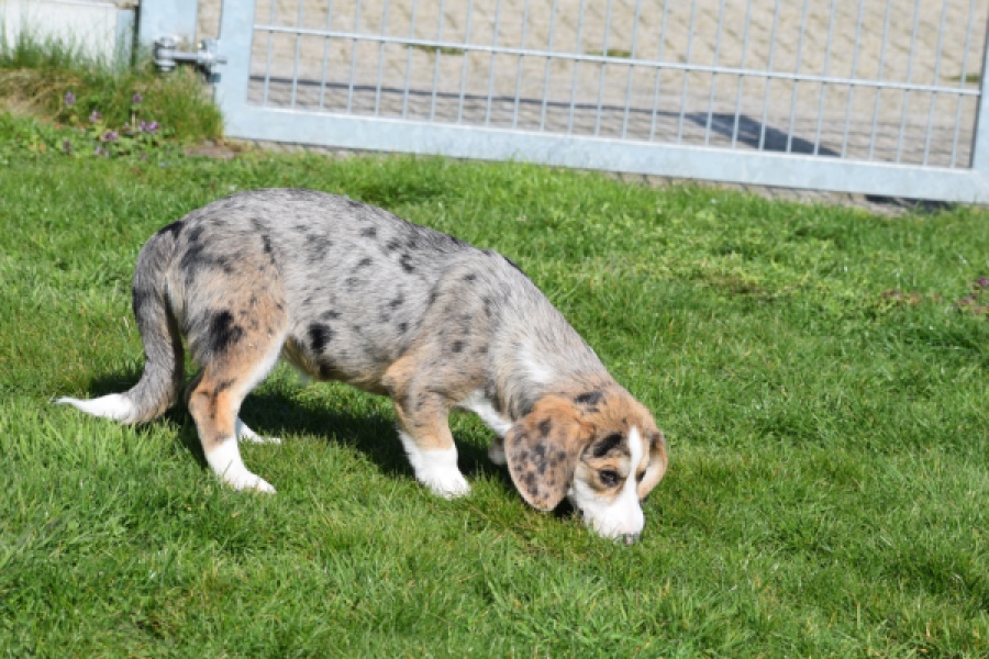 Beagle x Corgi (teef) 66235